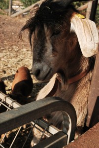 Una de las cabras de nuestra granja